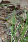 Black edge sedge