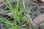 Black edge sedge