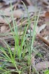 Black edge sedge