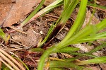 Black edge sedge