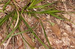 Black edge sedge