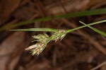 Black edge sedge