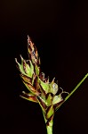 Black edge sedge