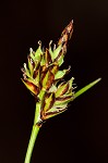 Black edge sedge