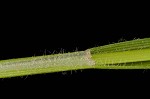 Sharpscale sedge