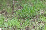 Sharpscale sedge