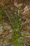 Pennsylvania sedge