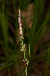 Pennsylvania sedge