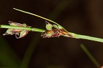 Pennsylvania sedge