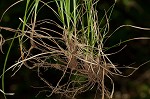 Pennsylvania sedge