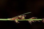 Pennsylvania sedge