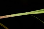 Pennsylvania sedge