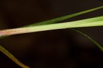 Pennsylvania sedge