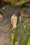 Boott's sedge