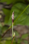 Plantainleaf sedge