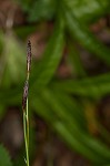 Plantainleaf sedge