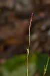 Plantainleaf sedge