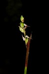 Plantainleaf sedge