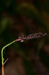 Plantainleaf sedge