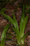 Plantainleaf sedge