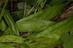 Plantainleaf sedge