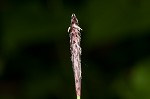 Plantainleaf sedge