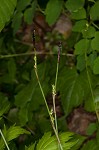 Plantainleaf sedge