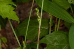 Plantainleaf sedge