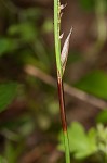 Plantainleaf sedge