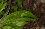 Plantainleaf sedge