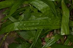 Plantainleaf sedge