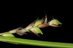 Plantainleaf sedge