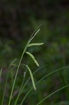 Drooping sedge