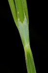 Drooping sedge