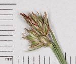 Reznicek's sedge