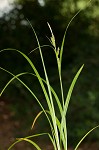 Eastern rough sedge