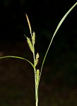 Eastern rough sedge