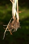 Eastern rough sedge