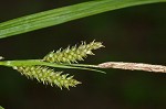 Eastern rough sedge