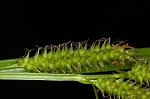 Eastern rough sedge