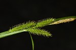 Eastern rough sedge