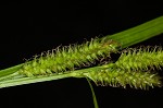 Eastern rough sedge