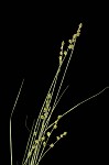 Weak stellate sedge