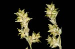 Weak stellate sedge