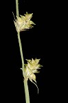 Weak stellate sedge