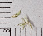 Weak stellate sedge