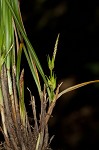 Willdenow's sedge