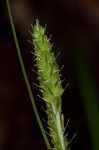 Swan's sedge