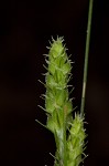 Swan's sedge