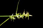 Texas sedge